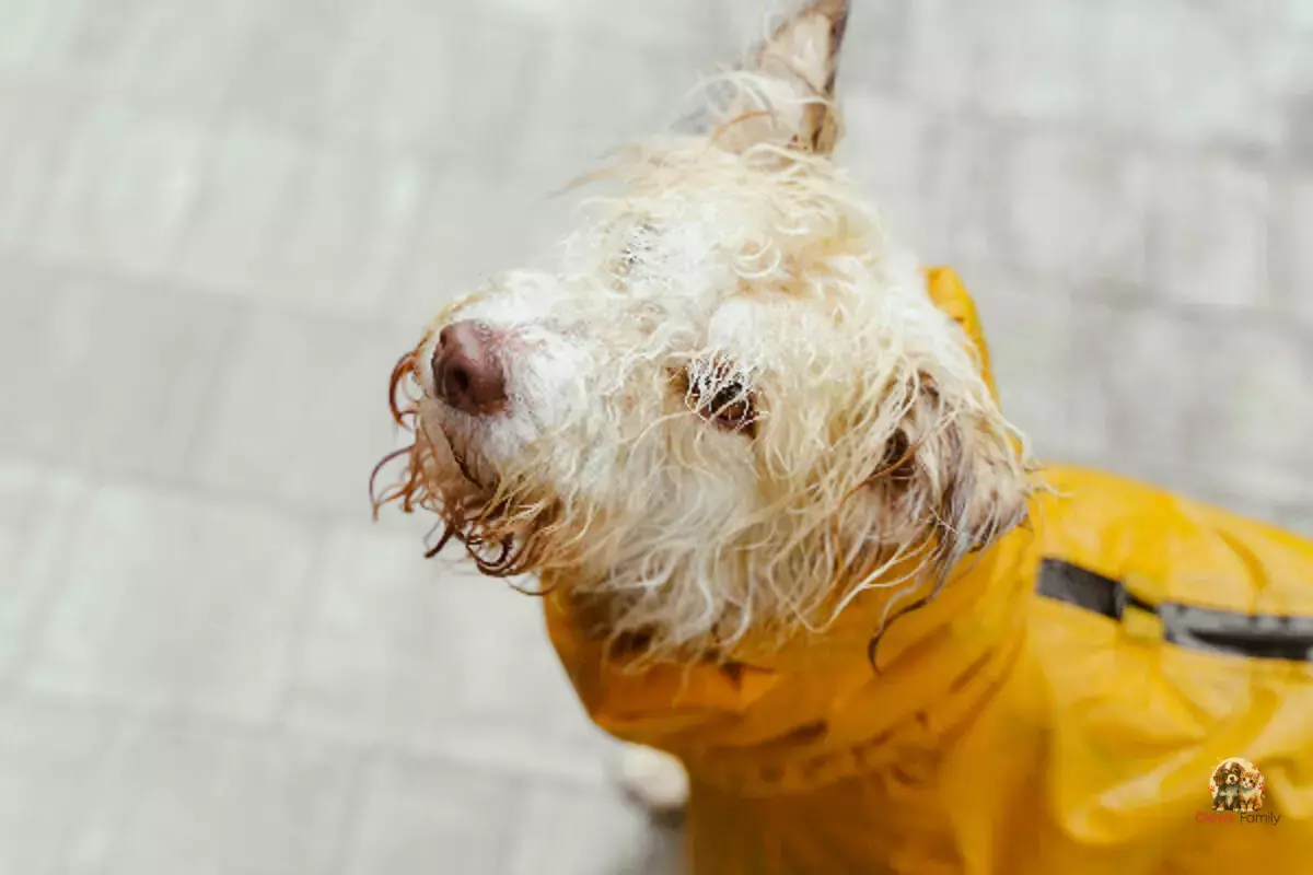 Walking Your Dog in the Rain: Tips, Benefits, and Precautions